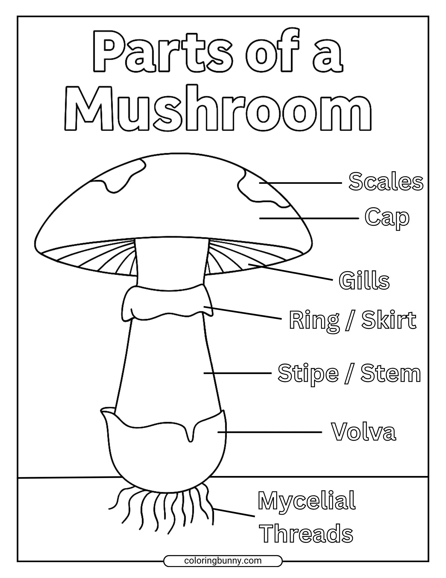 A detailed educational mushroom coloring page that shows a labeled diagram of a mushroom, including parts such as the cap, gills, stem (stipe), ring, volva, and mycelial threads beneath the surface.
