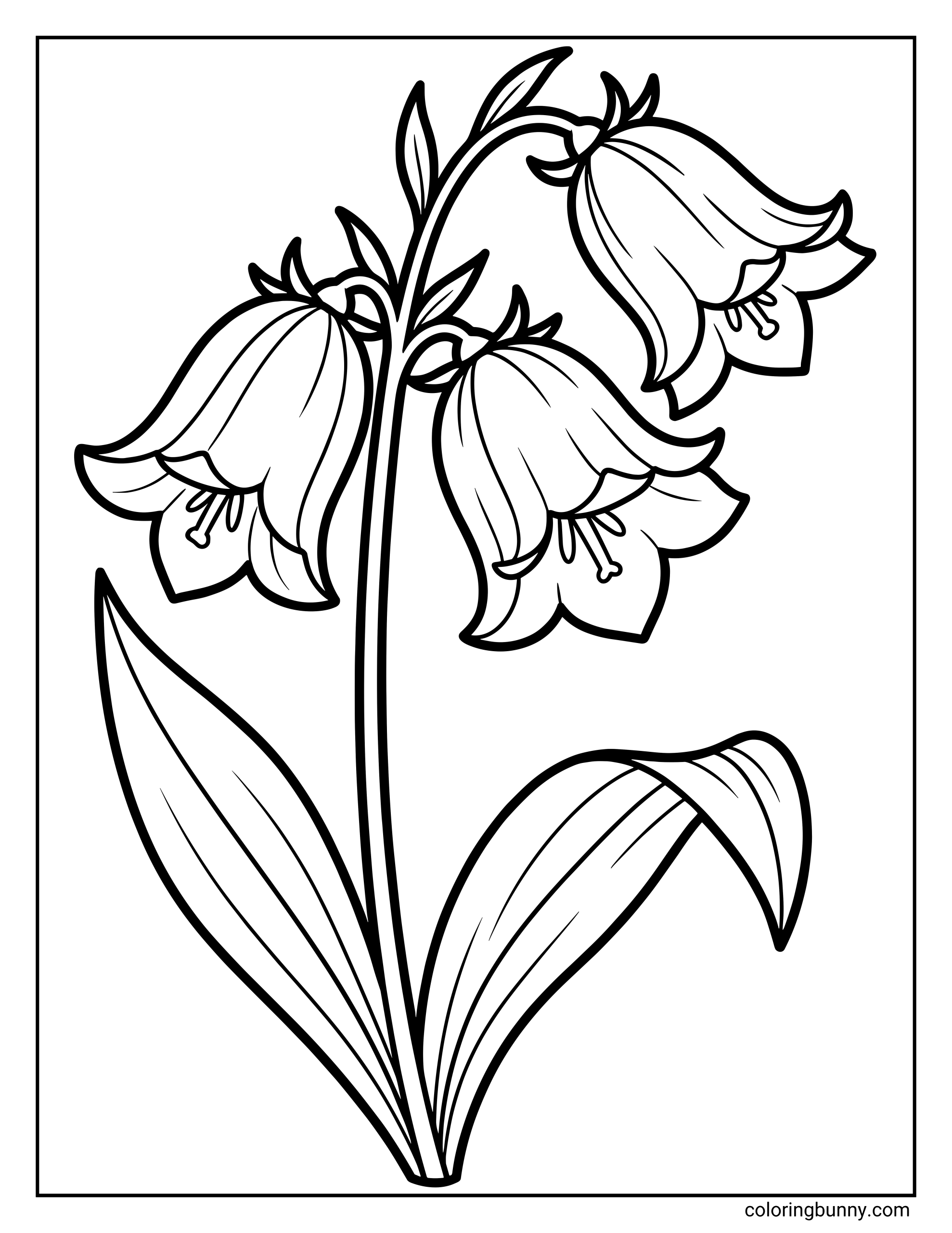 A bluebell flower coloring page showing a graceful stem with several drooping bell-shaped blossoms and long, flowing leaves, drawn in clean, bold outlines.