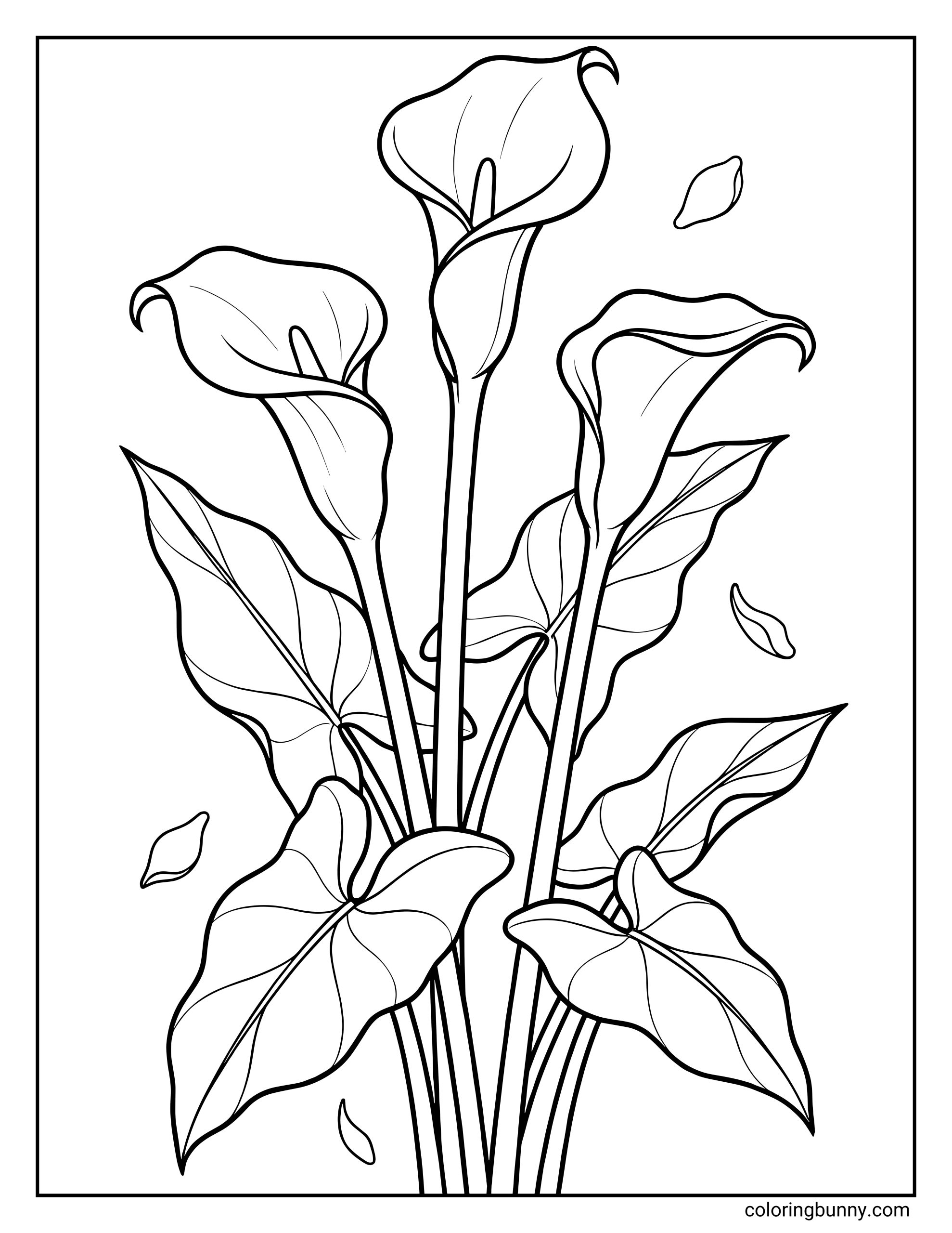 A calla lily flower coloring page featuring multiple calla lily blooms with curved, trumpet-shaped petals, long stems, broad leaves, and floating petals outlined in clean lines.