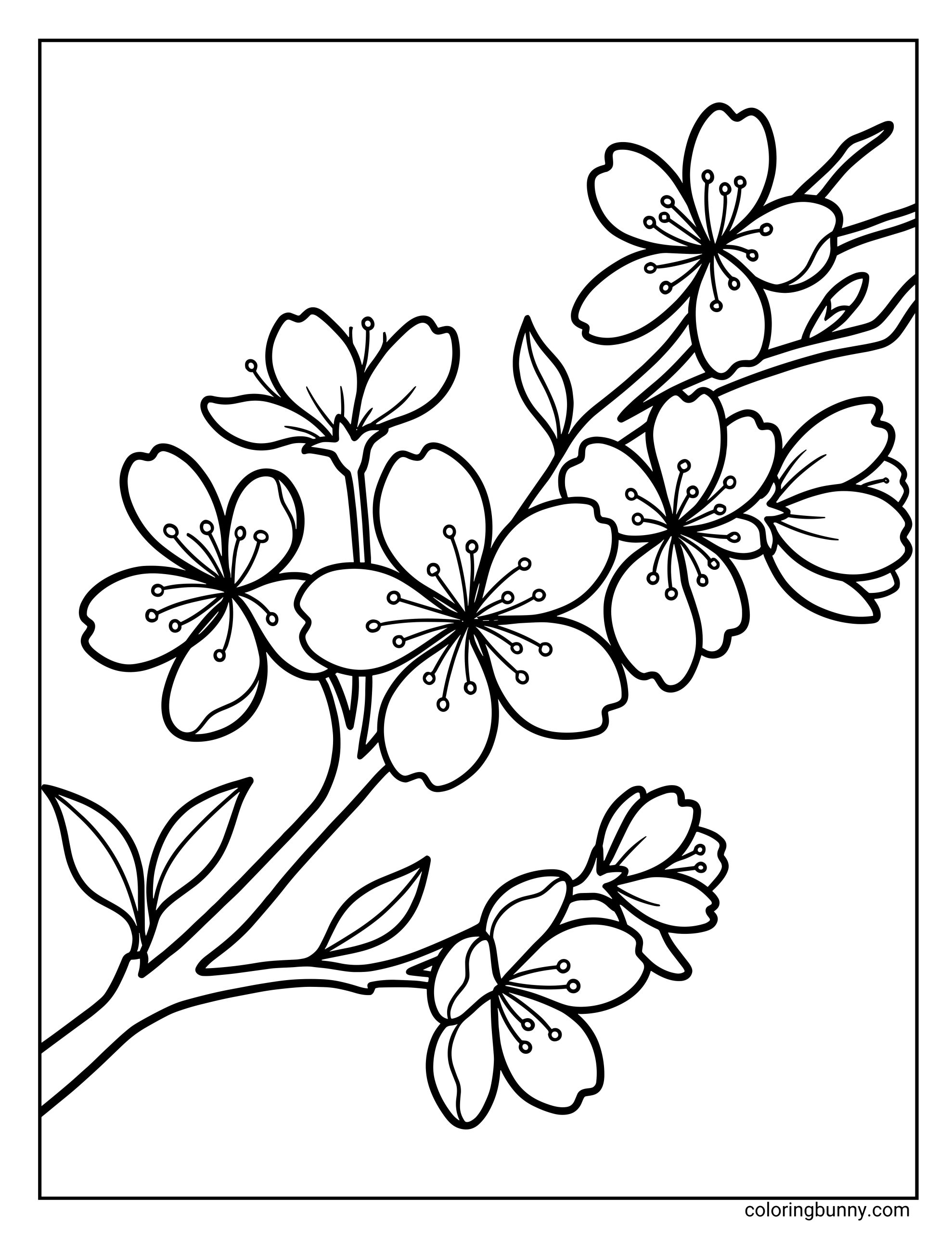 A cherry blossom flower coloring page featuring delicate cherry blossoms on branching stems, with small petals, buds, and fine details outlined in clean, smooth lines.