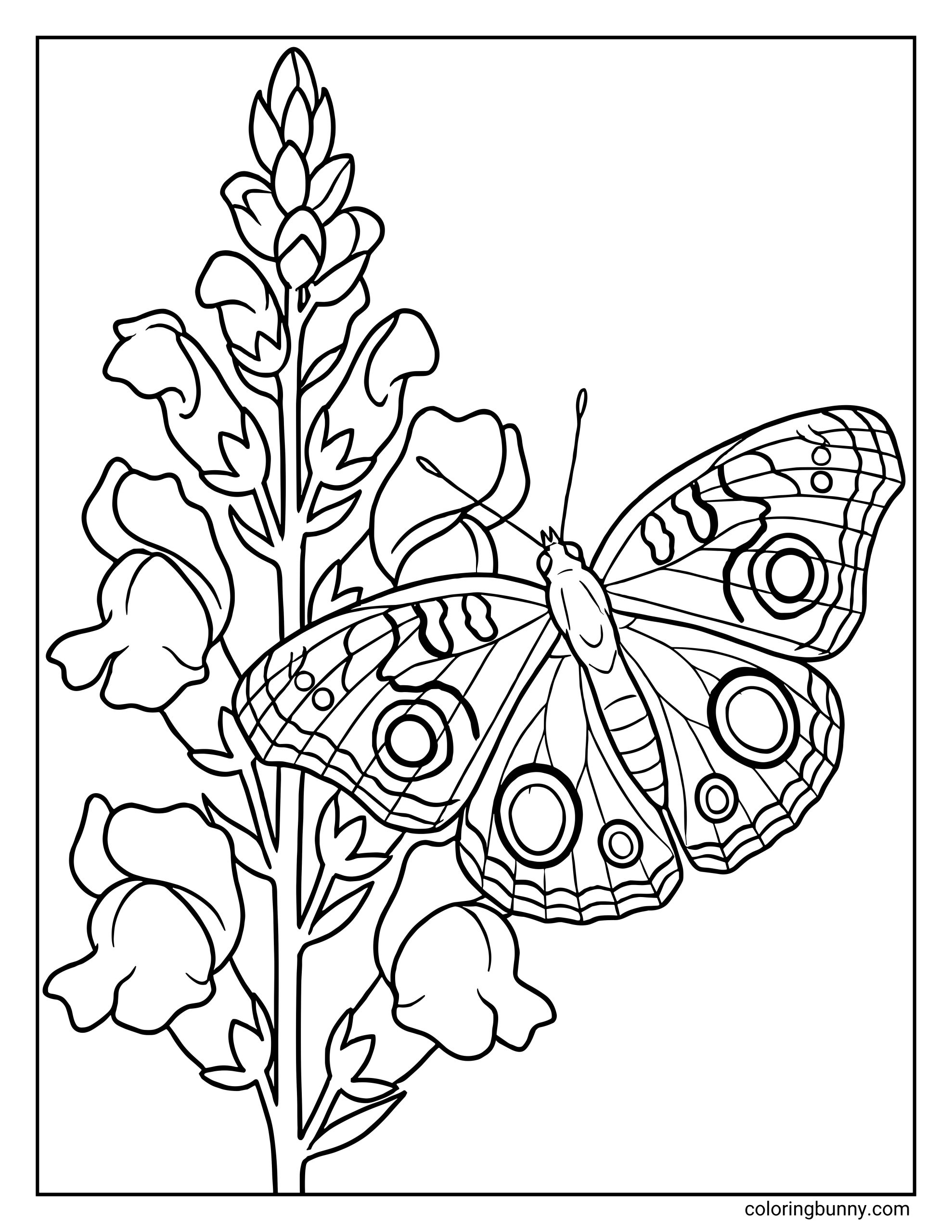 A common buckeye butterfly coloring page featuring a detailed buckeye butterfly flying near a tall stem of blooming snapdragon flowers. The butterfly’s wings display bold circular eye spots and layered patterns, while the snapdragon plant shows multiple blossoms, buds, and leaves rising vertically through the scene.
