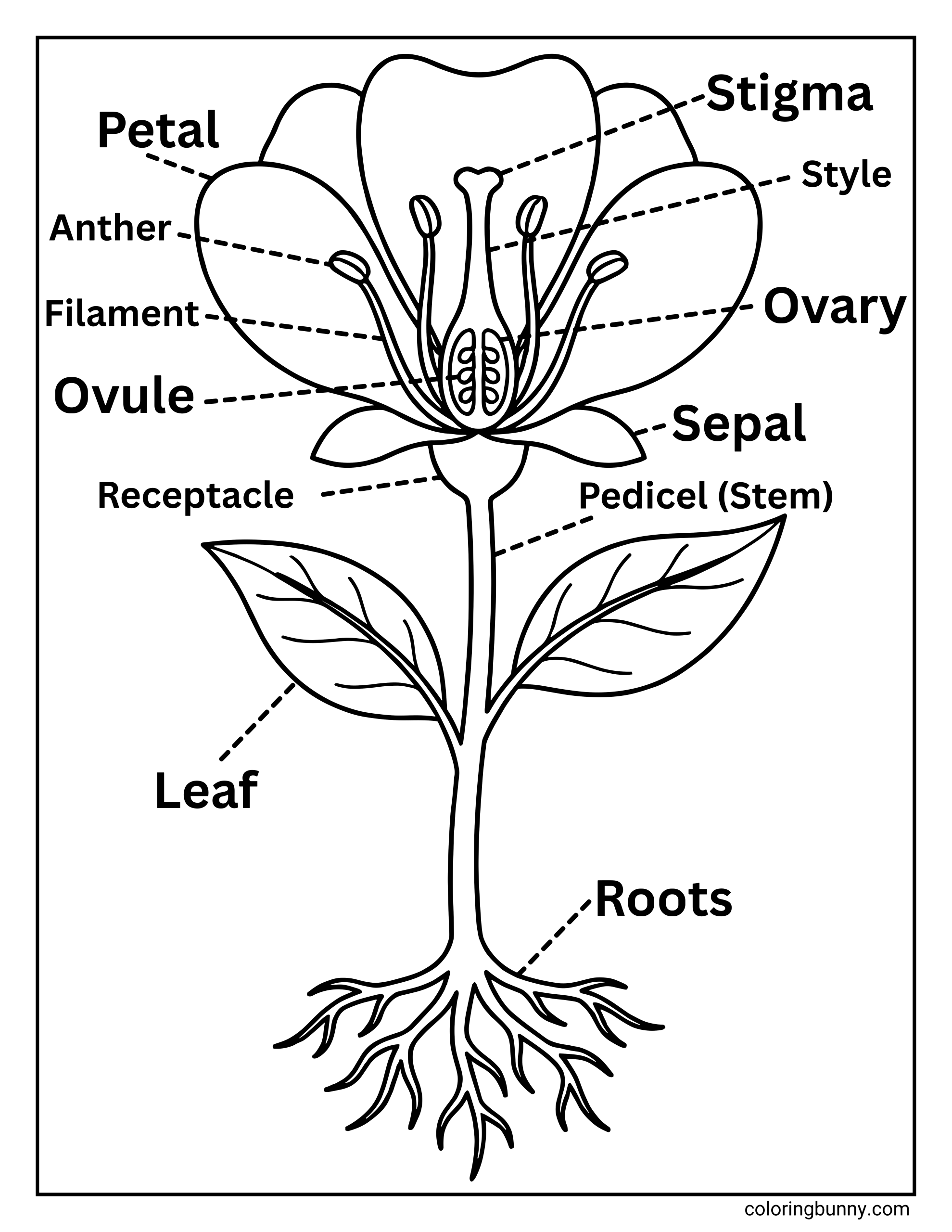 A detailed flower diagram coloring page showing a labeled flower with clearly identified parts, including petal, stigma, style, ovary, anther, filament, ovule, sepal, receptacle, stem (pedicel), leaf, and roots, drawn in bold, easy-to-color outlines.