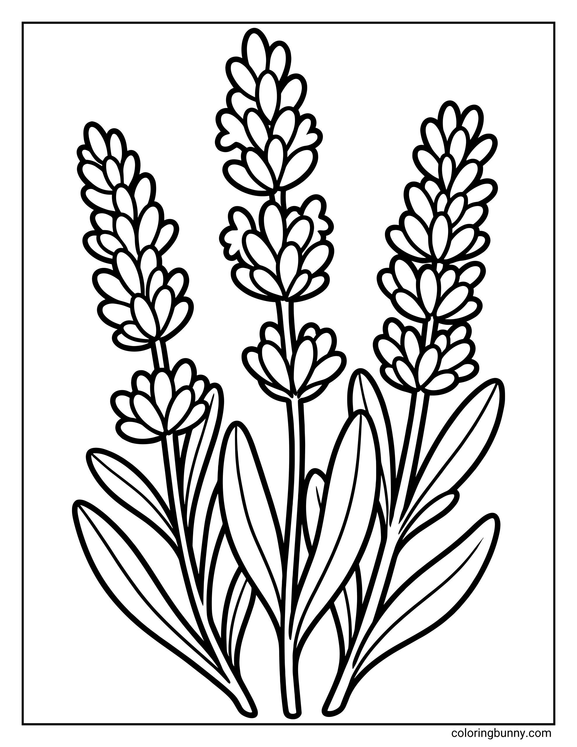 A lavender flower coloring page featuring three tall lavender stems with layered blossoms, slender leaves, and clean, bold outlines.
