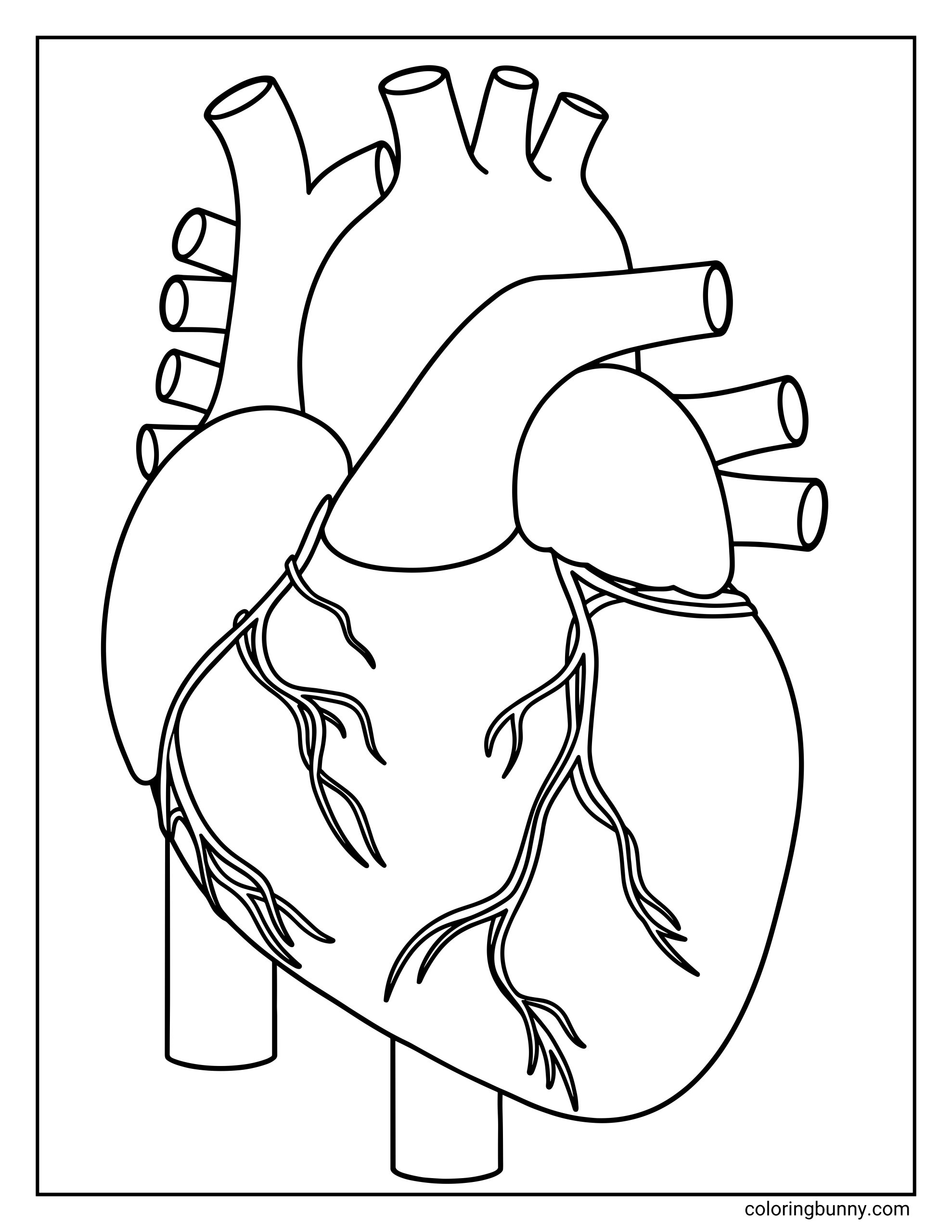An educational heart coloring page featuring a realistic anatomical drawing of a human heart, showing the aorta, ventricles, and intricate blood vessels.