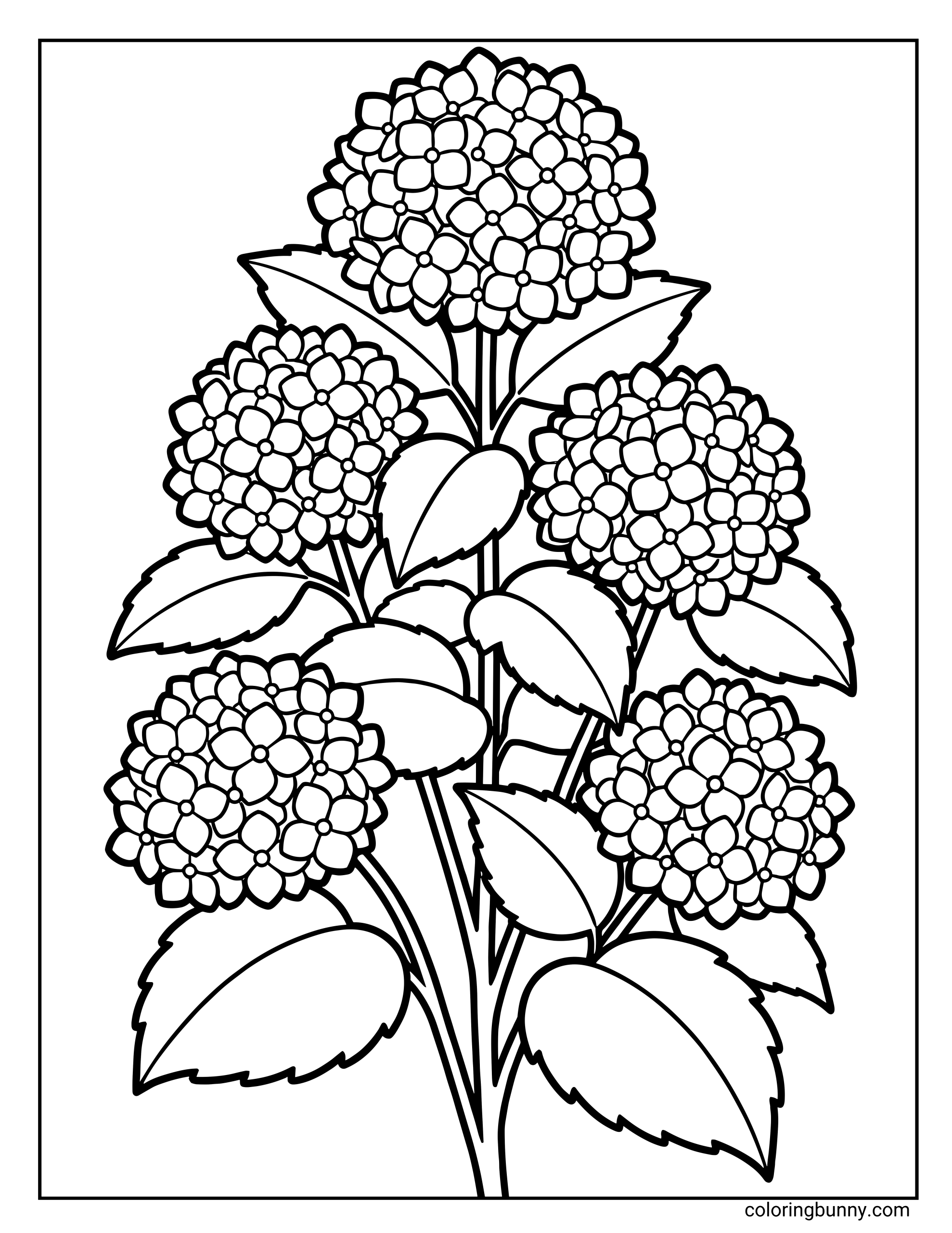 A hydrangea flower coloring page featuring a tall hydrangea plant with multiple round flower clusters made of small blossoms, broad leaves, and bold, clean outlines.