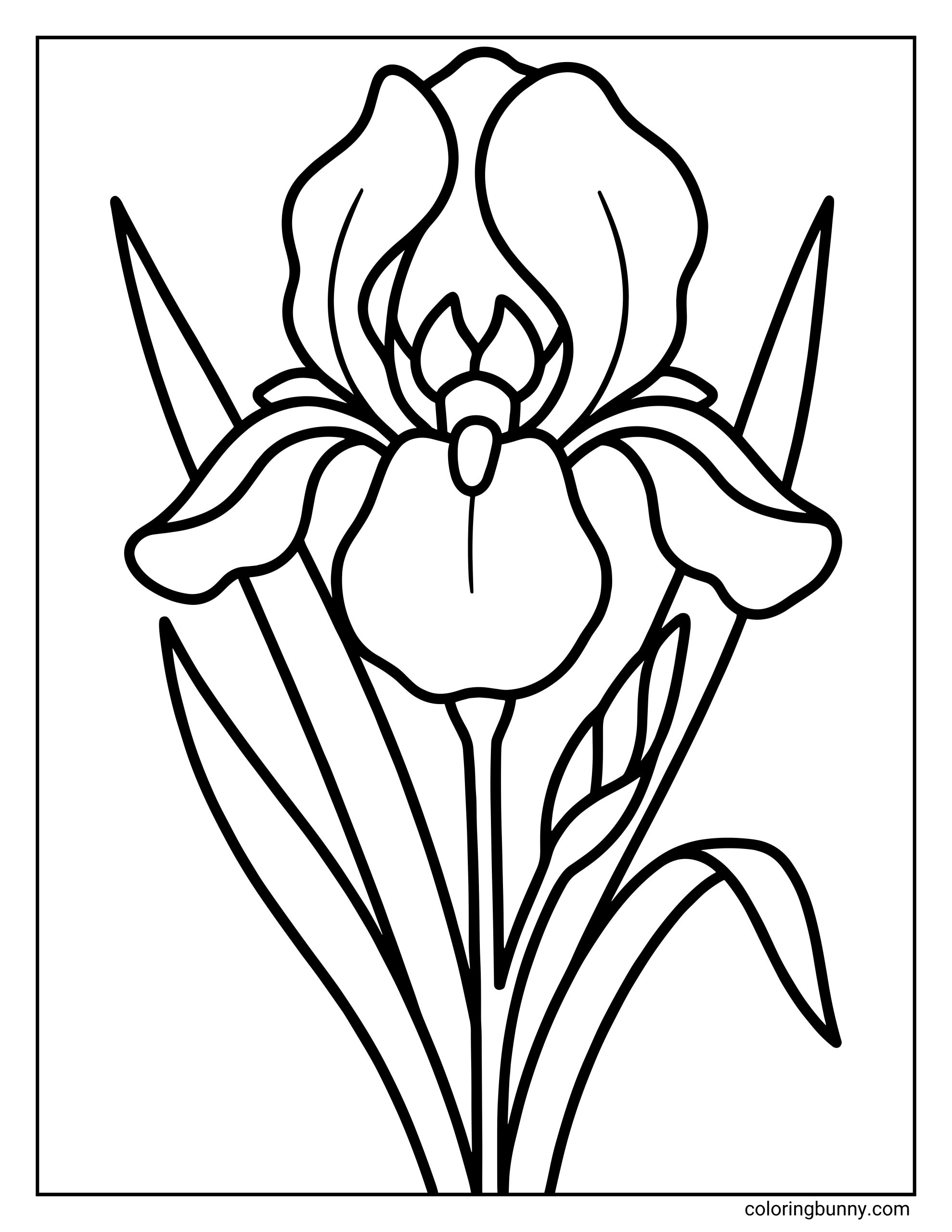 An iris flower coloring page featuring a tall iris bloom with elegant, curved petals, a detailed center, long pointed leaves, and bold, smooth outlines.