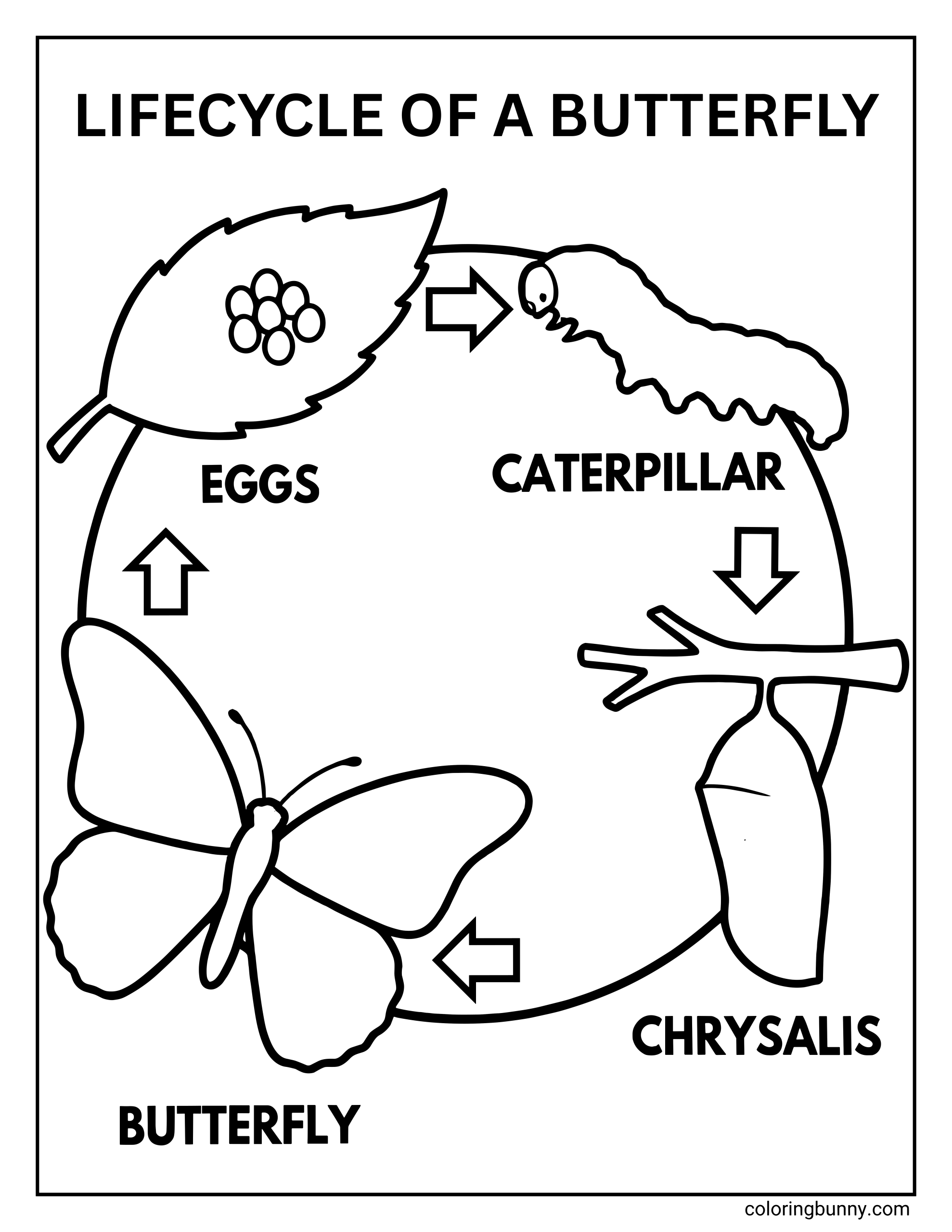 An educational “Lifecycle of a Butterfly” coloring page showing the four stages of a butterfly’s life arranged in a circular diagram. At the top, a leaf with a cluster of small oval eggs is labeled “EGGS.” An arrow points to a long, wiggly caterpillar labeled “CATERPILLAR.” Another arrow leads down to a hanging chrysalis attached to a branch, labeled “CHRYSALIS.” A final arrow points to a fully formed butterfly with open wings labeled “BUTTERFLY,” completing the cycle back to the eggs. The page uses bold outlines, making it ideal for educational coloring activities and science lessons.
