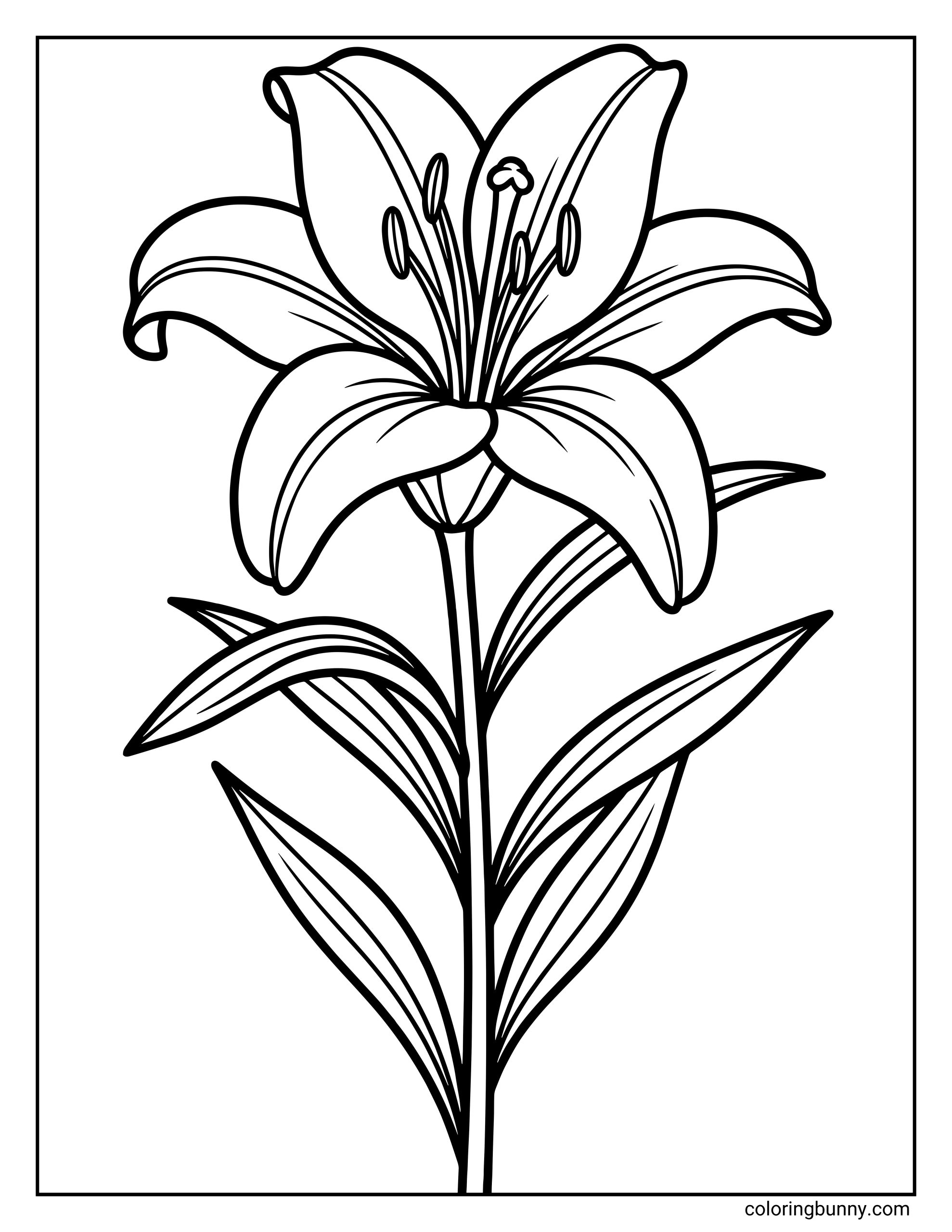A lily flower coloring page featuring an open lily bloom with curved petals, visible stamens, long slender leaves, and bold, smooth outlines.