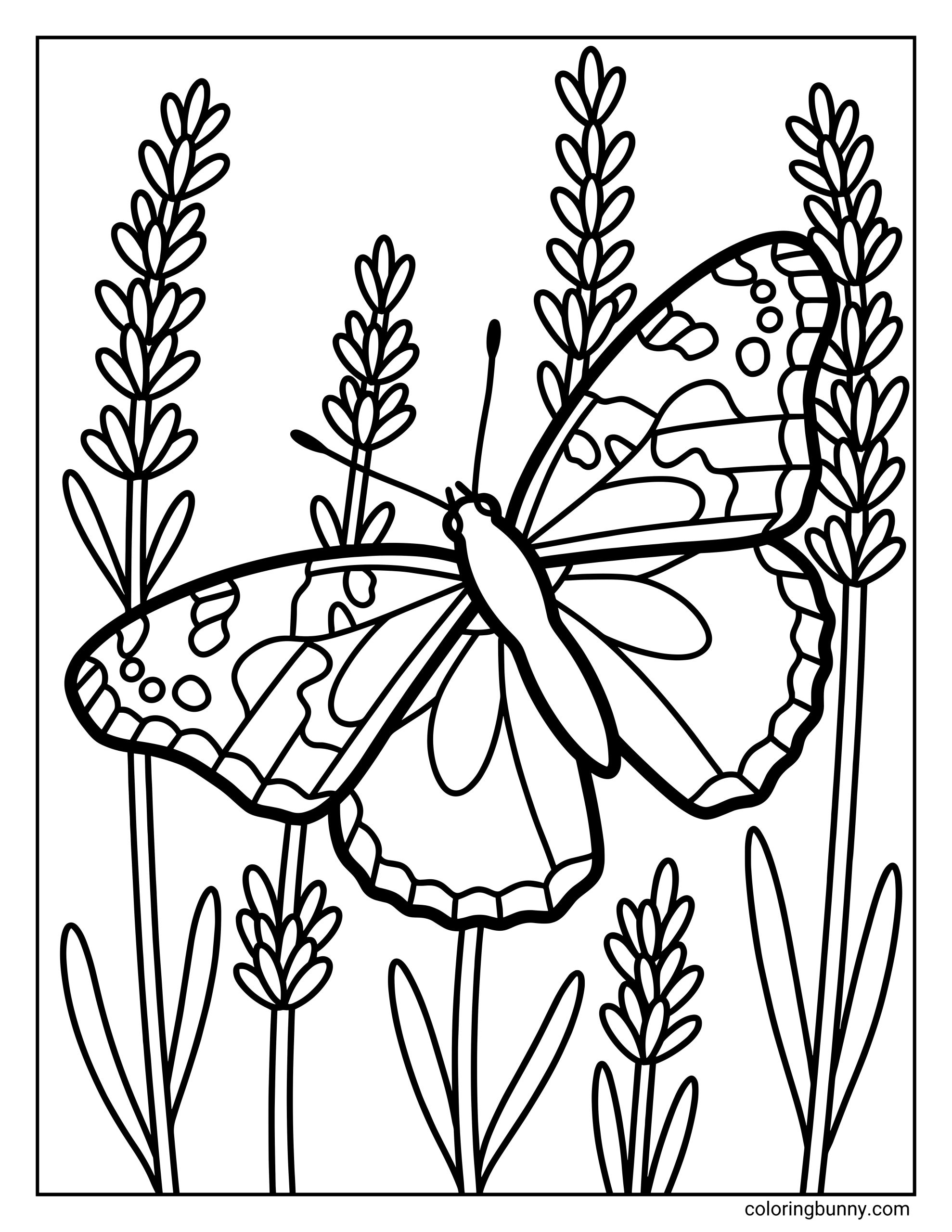 A Painted Lady butterfly coloring page featuring a detailed butterfly with wings fully spread, resting among tall lavender flower stalks. The butterfly shows layered wing patterns with rounded spots and scalloped edges, while the slender lavender stems and narrow leaves rise vertically around it, creating a calm meadow scene with clean, bold outlines for coloring.