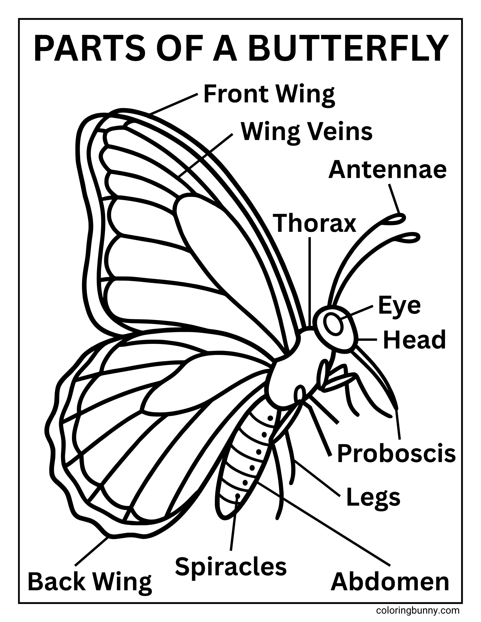 An educational butterfly coloring page showing the labeled parts of a butterfly, including the front wing, back wing, wing veins, antennae, head, eye, thorax, abdomen, legs, spiracles, and proboscis.