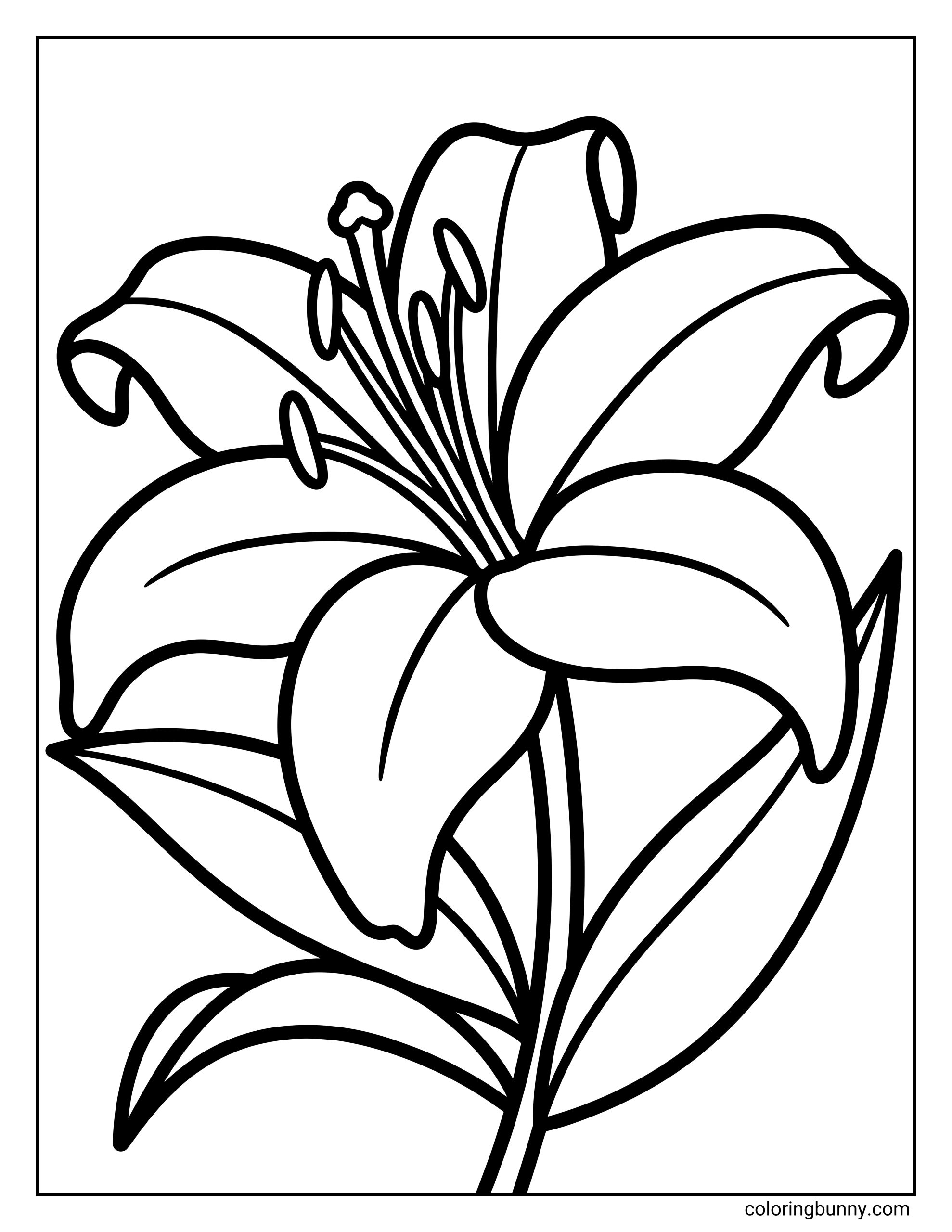 A stargazer lily flower coloring page featuring a large lily bloom with wide, curved petals, visible stamens, and smooth, bold outlines.