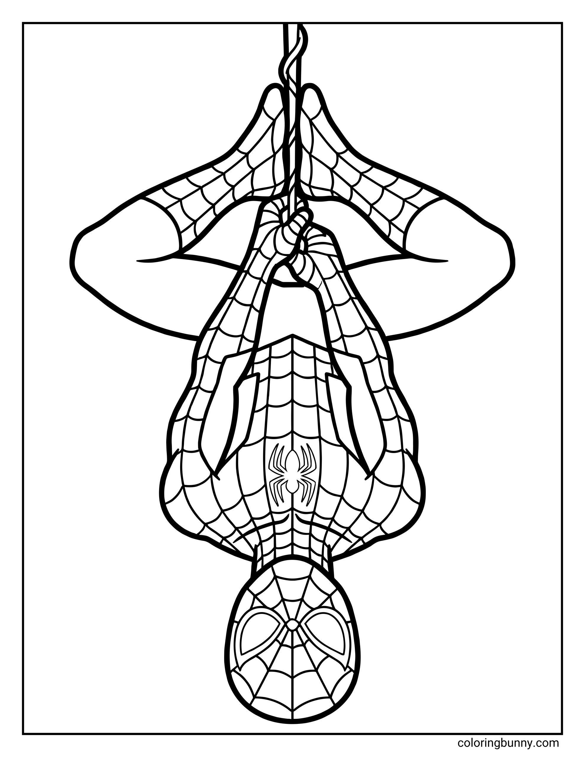 A simple coloring page of Spider-Man hanging upside down from a single web line with his knees tucked.