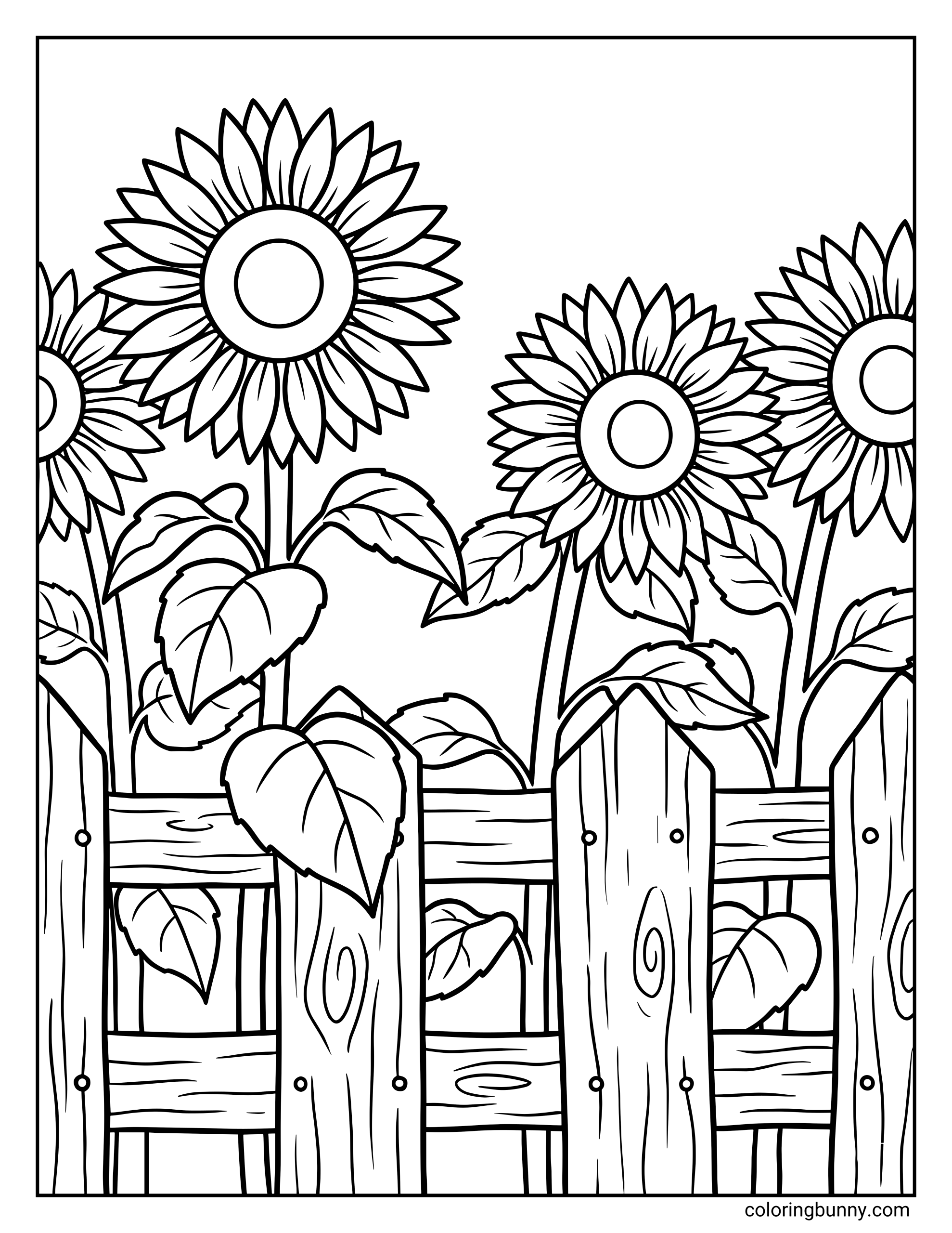 A sunflower coloring page featuring tall sunflowers growing behind a wooden fence, with large round flower heads, leafy stems, and a simple garden setting outlined in clean, bold lines.