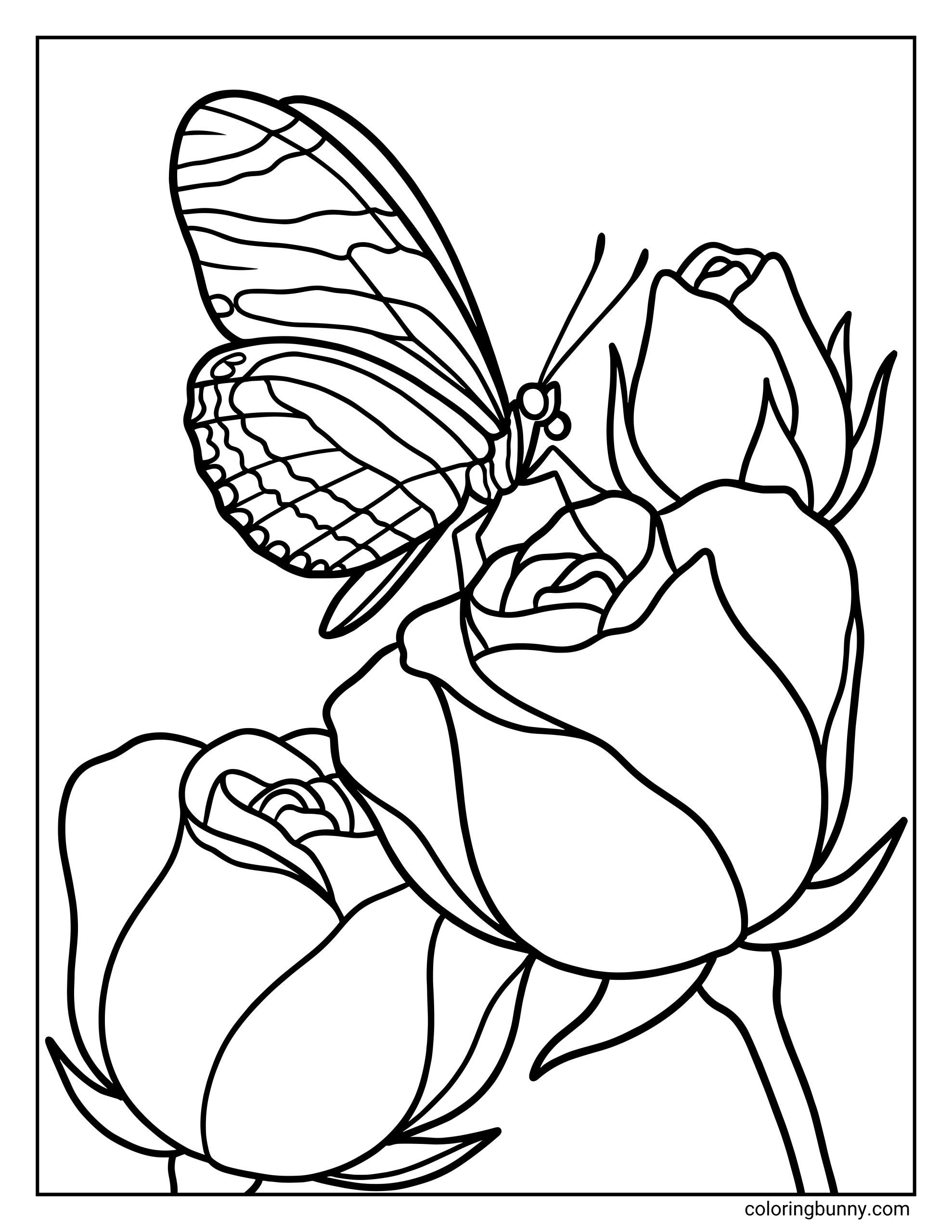A butterfly and flower coloring page featuring a detailed side-view butterfly perched on blooming rose flowers. The butterfly’s wings show layered stripe patterns and curved sections, while the roses include open blossoms and closed buds with smooth, flowing petals.