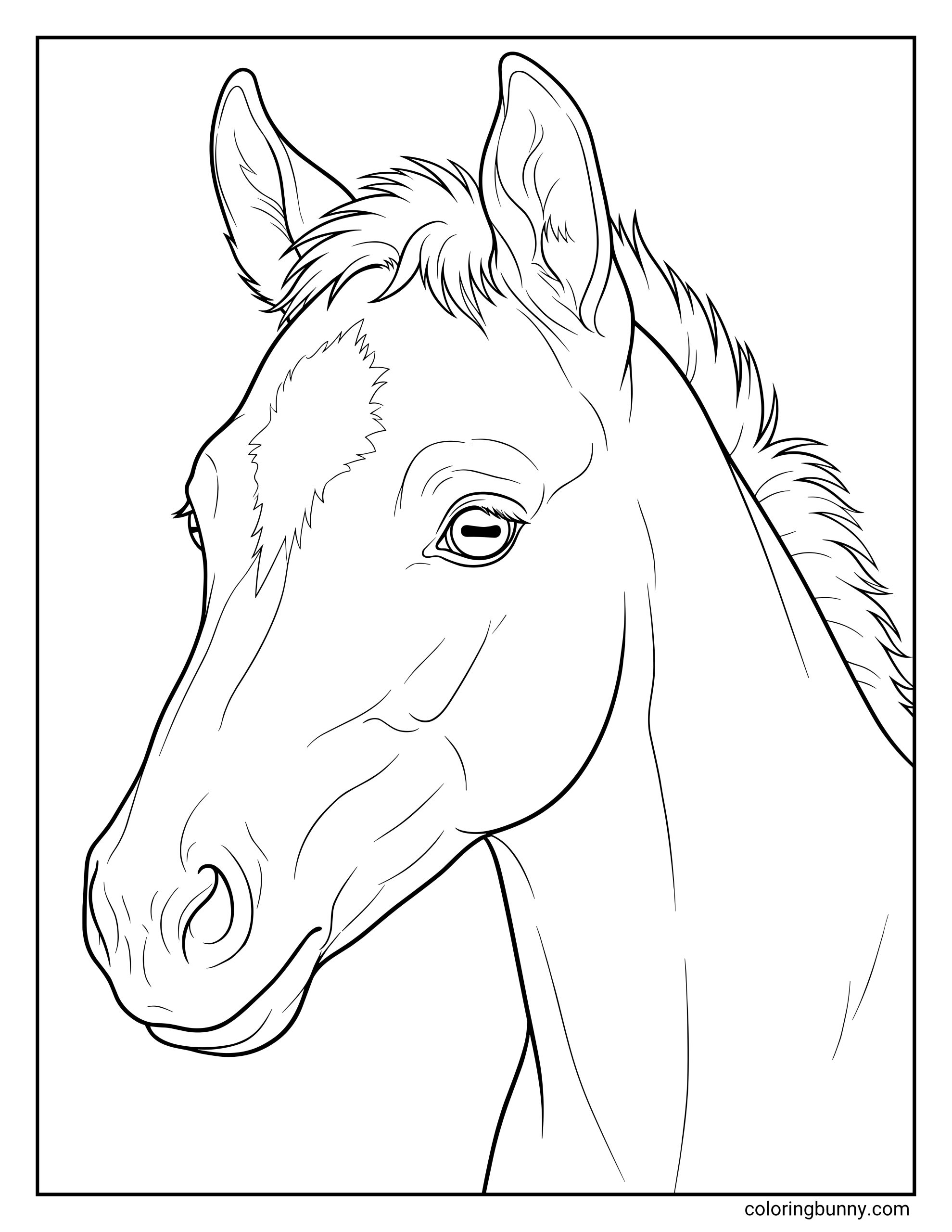 Realistic coloring page of a baby horse's head, focusing on the intricate line work of its delicate facial structure, ears, and soft muzzle.
