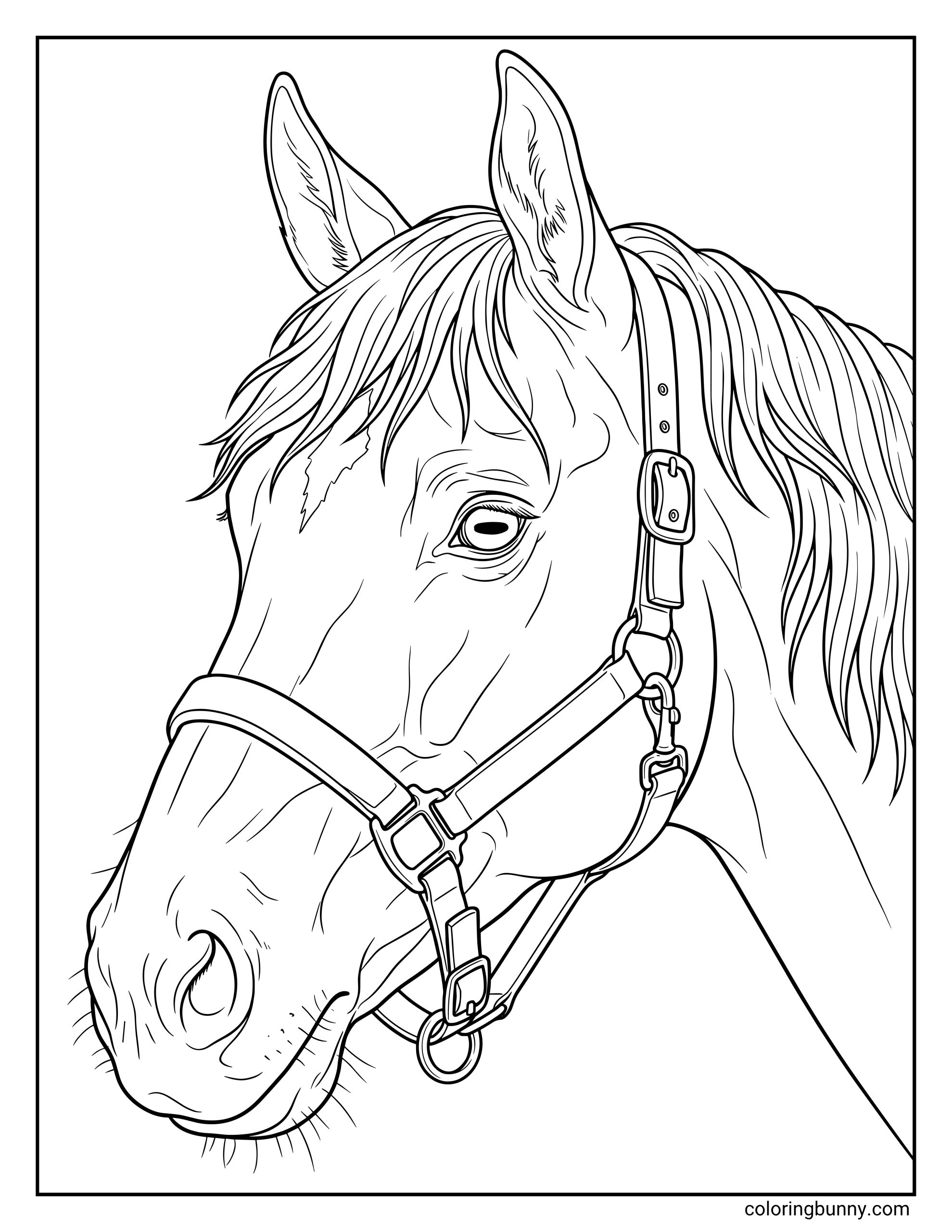 Realistic horse coloring page for adults of a horse head up close, wearing a detailed halter with visible metal buckles and rings.
