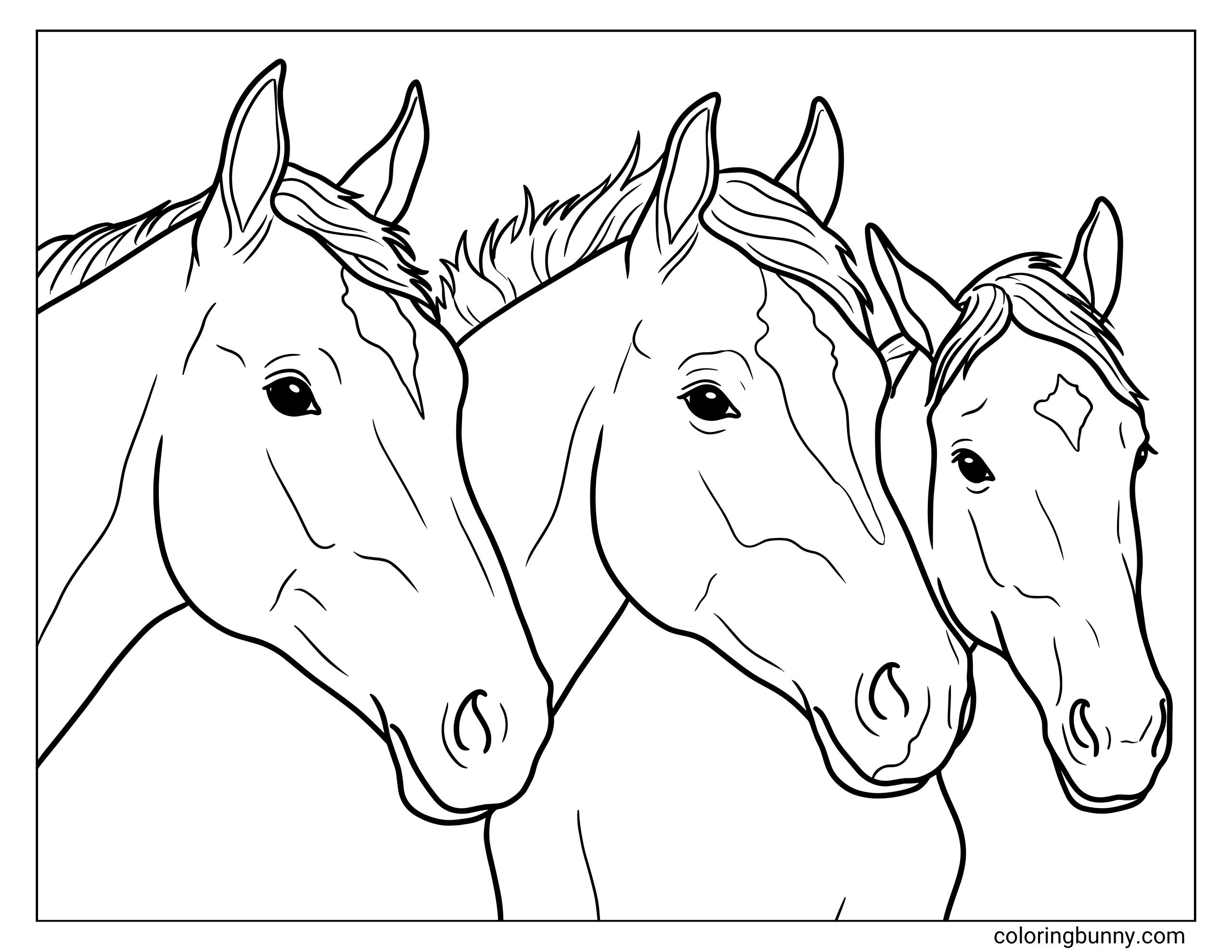Horse coloring page featuring three horses standing close together, shown in a detailed head-and-neck portrait style with clean line art and minimal background.